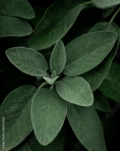 close up of a plant salvia officinalis