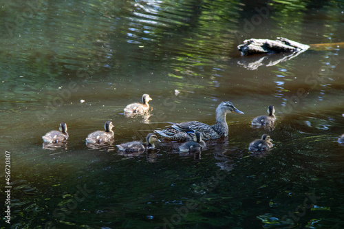 자연의 오리가족 그들의 일상/Anka familj i naturen, deras dagliga liv/ Duck family in nature, their daily life/ 自然のアヒルの家族の日常/ 鸭 photo
