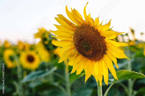 Sunflowers at sunset. Landscapes of sunflower fields. Field of blooming sunflowers. Warm summer sunsets over a sunflower field. Selective focus.