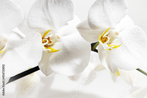 White orchid flowers close-up on a white background. Floral white background. Home tropical plants.