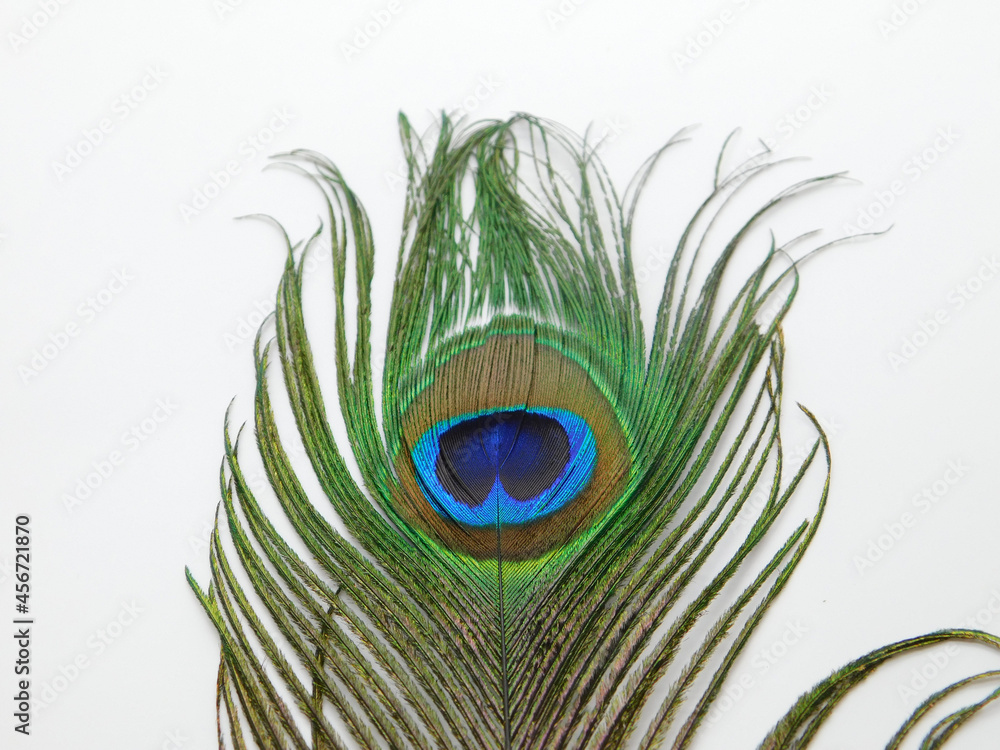 Obraz premium Single Peacock feather isolated on white background