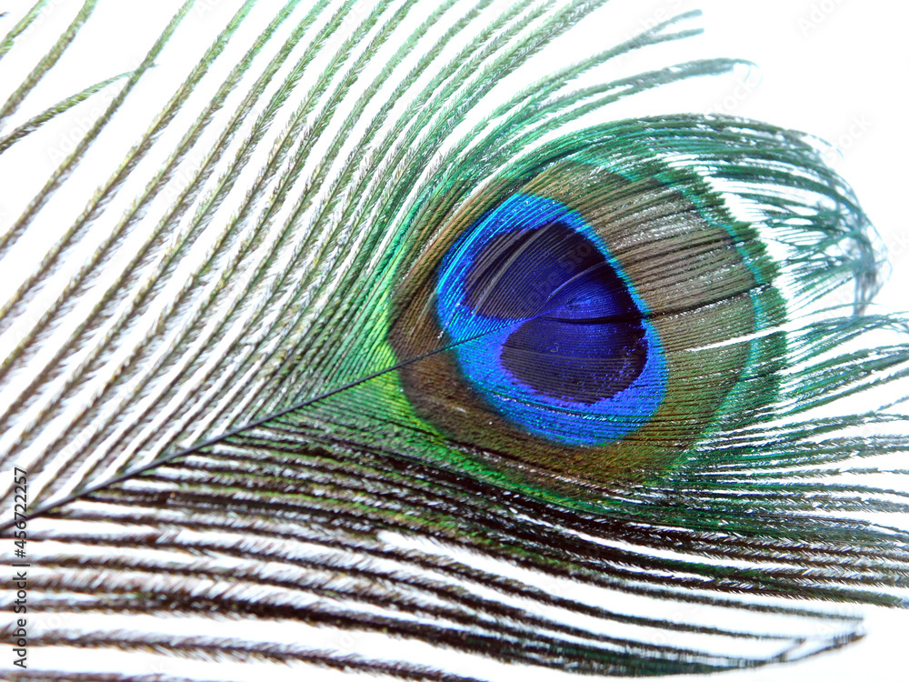 Obraz premium Single Peacock feather isolated on white background