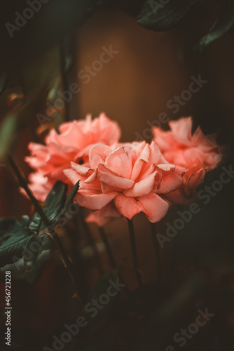 pink roses 