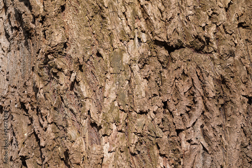 A close-up of the bark of a Willow