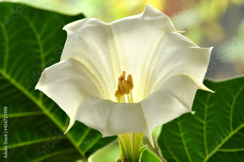 Canvastavla thorn apple with white flower