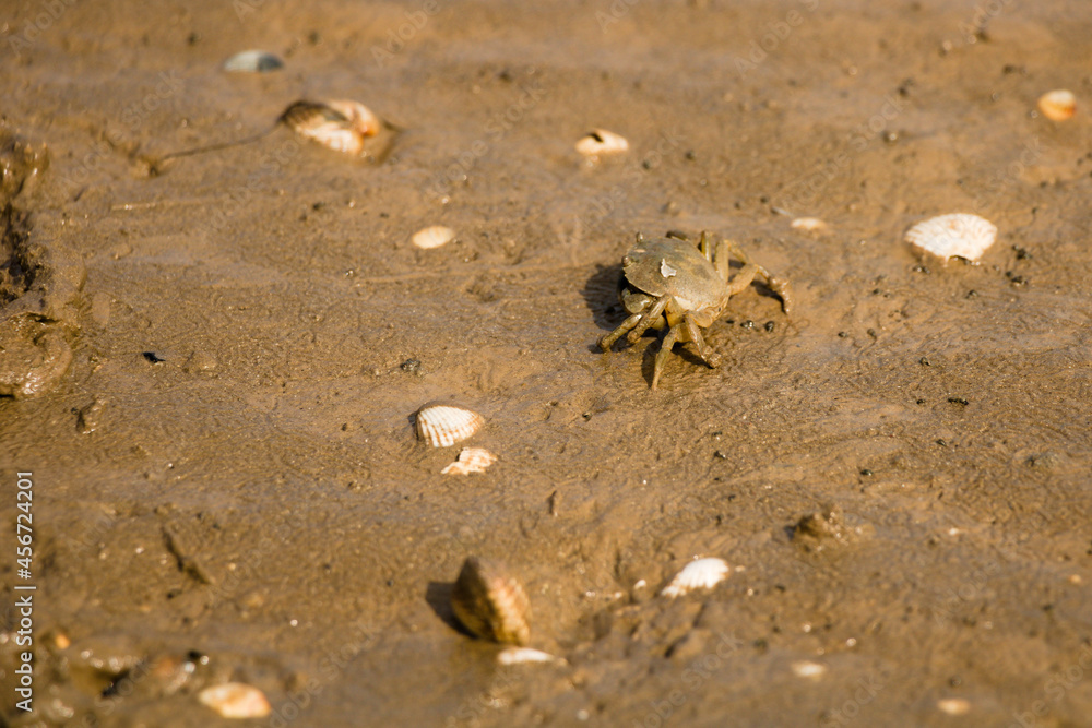 Small baby crab scuttering to the safety on the wet sand during low tide, Kent, England Small baby crab scuttering to the safety on the wet sand during low tide, Kent, England