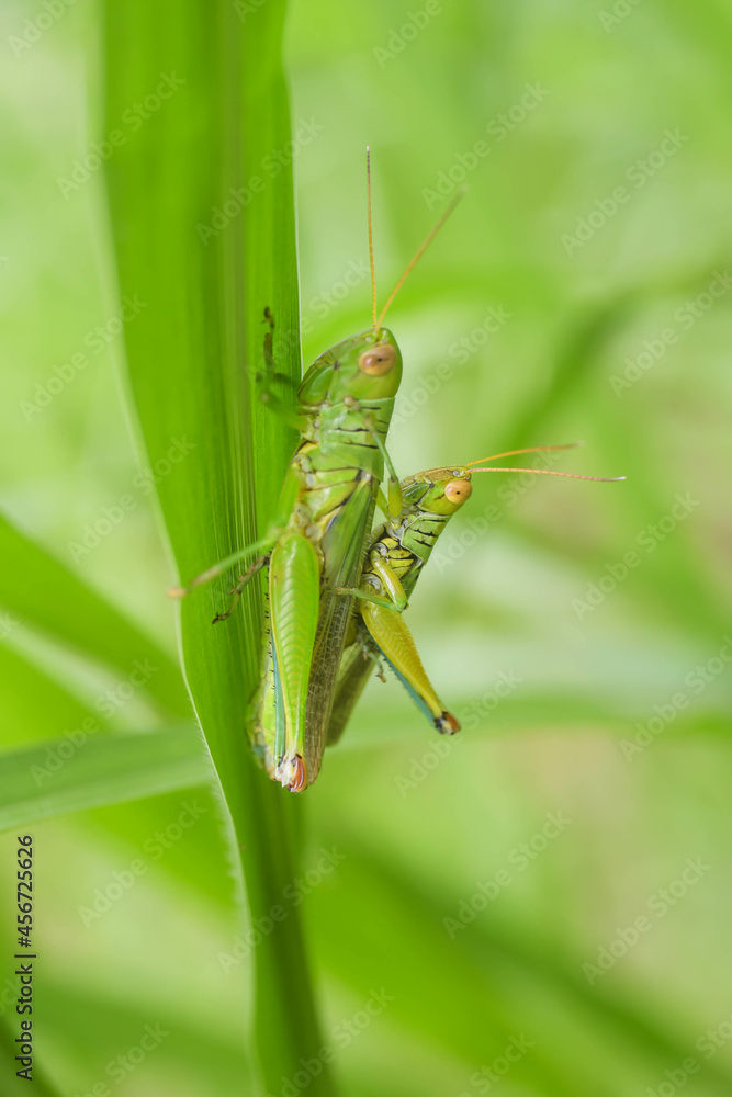 Grasshoppers are mating beautifully perched on the grass. Grasshoppers are mating beautifully perched on the grass.