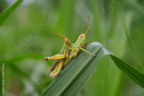 Grasshoppers are breeding naturally beautifully perched on the grass.