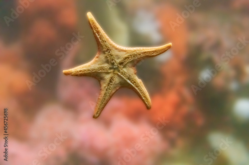 Starfish on Glass with Soft Background © Tom
