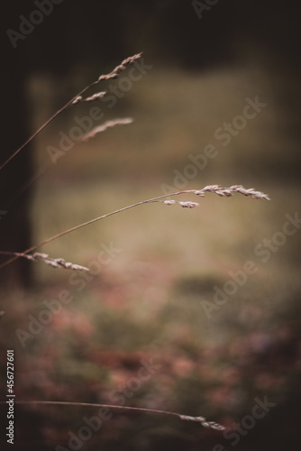 dew on the grass