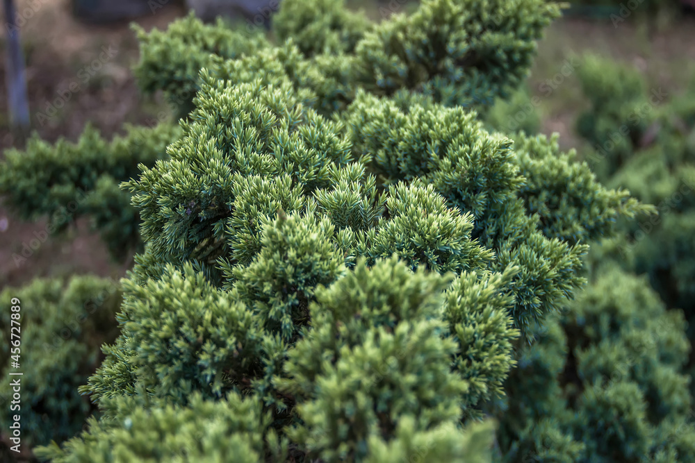 branches of a coniferous ornamental plant as a texture. Selective focus. branches of a coniferous ornamental plant as a texture. Selective focus.