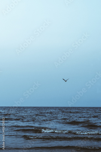 seagulls on the sea