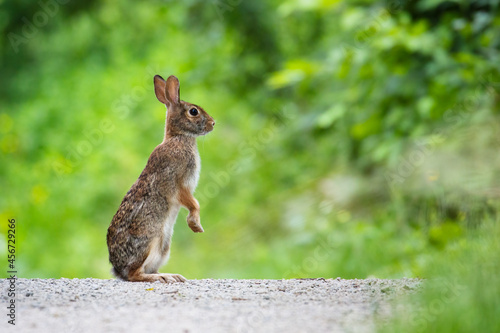 An Eastern Cottontail Rabbit in a trail in Mississauga, Ontario, Canada