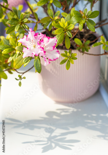 blooming azalea in a pot and the shadow
