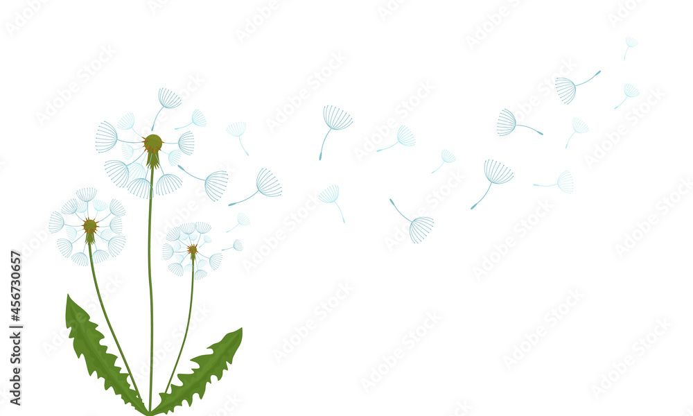 airy fading white dandelion. flat vector illustration