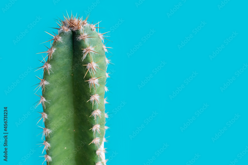 Close up of fairy castle cactus or Acanthocereus tetragonus..growing. Blue background..