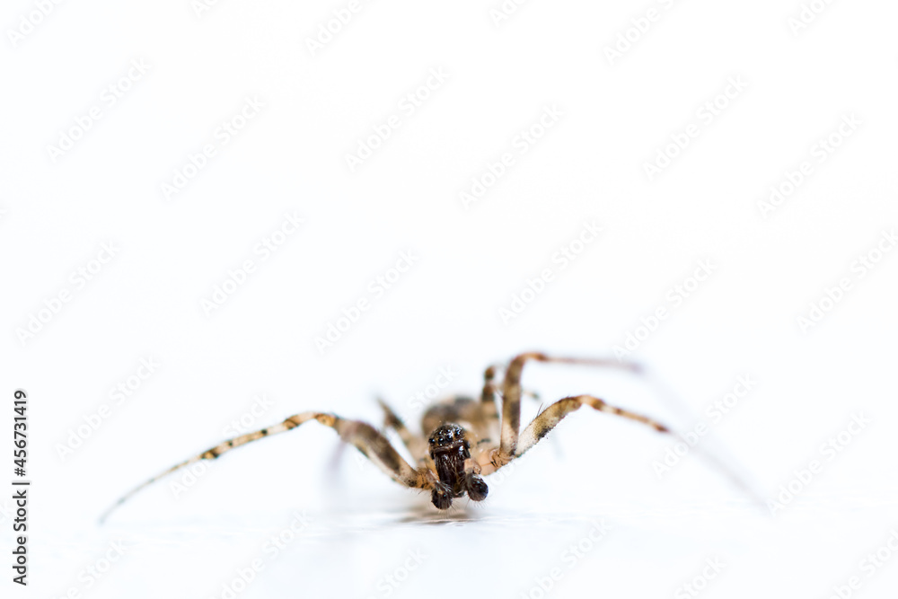 Macroshot of a spider isolated on white background Macroshot of a spider isolated on white background