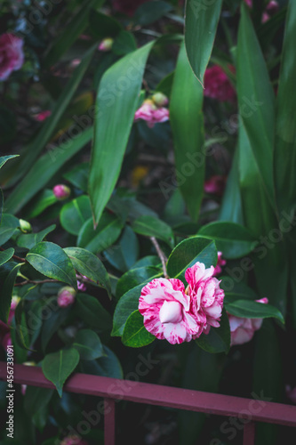 Pink flowers bloom in garden