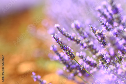 Close up of flowers of lavender in a field