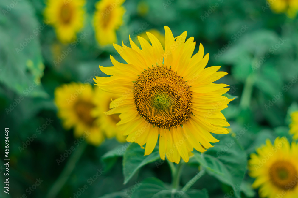 Close-up of sunflowers blooming with yellow flowers Close-up of sunflowers blooming with yellow flowers