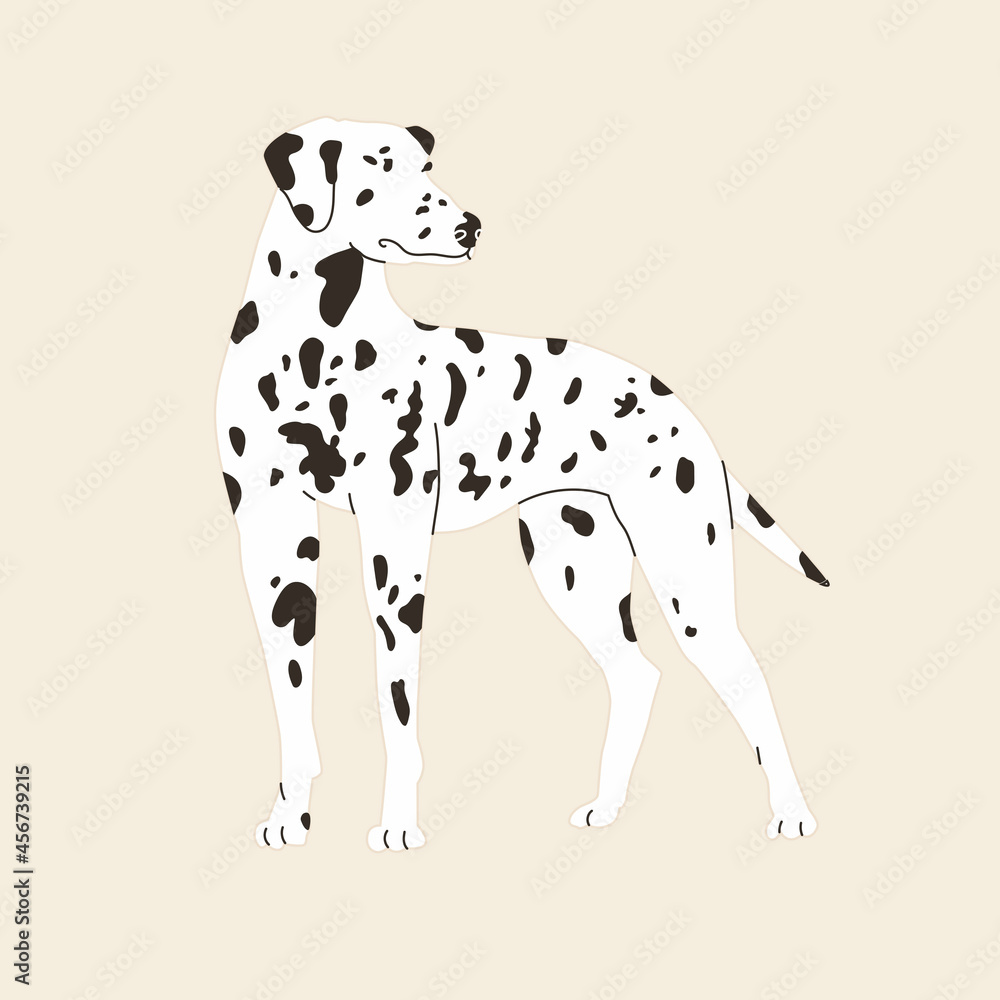 Dalmatian dog stands. Vector illustration. Flat style.