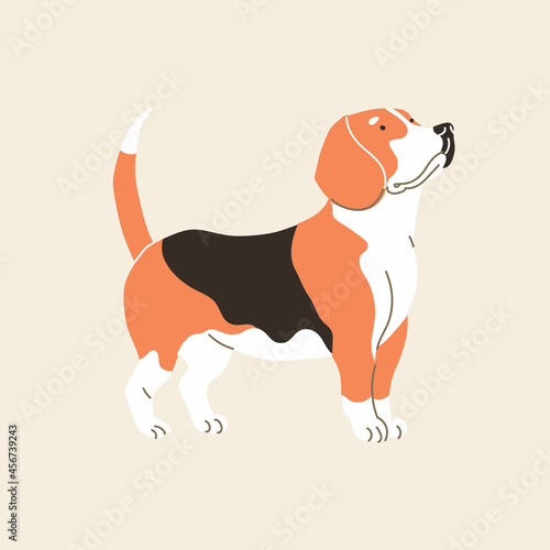 Beagle dog stands. Vector illustration. Flat style.