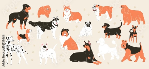 Airedale, Toy-terrier, English cocker, English bulldog, Dachshund, Poodle, Doberman, Pug, corgi, collie, Bullterrier, Pomeranian. Vector illustration. Flat style. Isolated on light background. Breads.