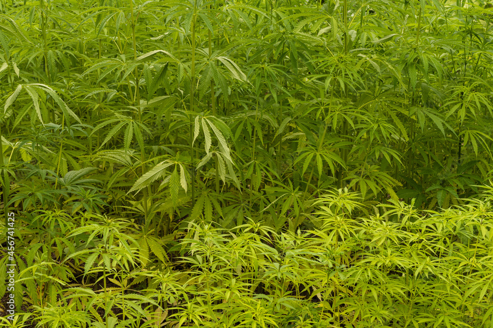 Rows of green hemp plants
(Cannabis sativa).