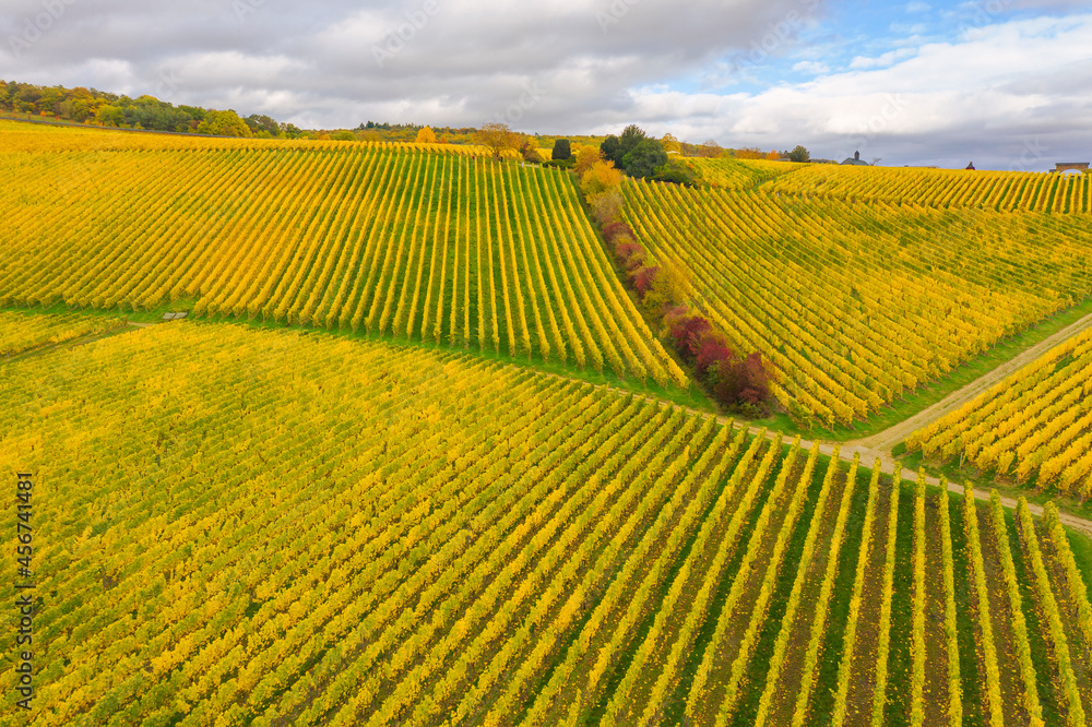 Bird's-eye view of the wonderful yellow-colored vineyards in the Rheingau / Germany 