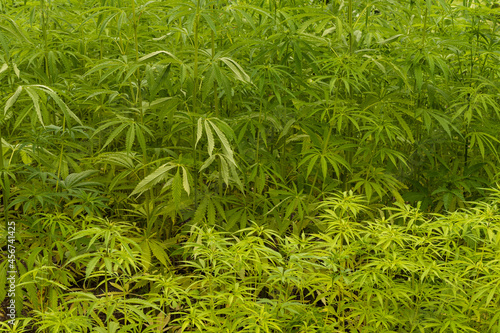 Rows of green hemp plants (Cannabis sativa).