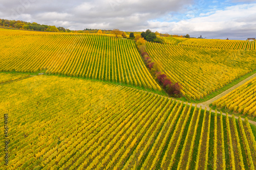 Bird's-eye view of the wonderful yellow-colored vineyards in the Rheingau / Germany  © fotografci