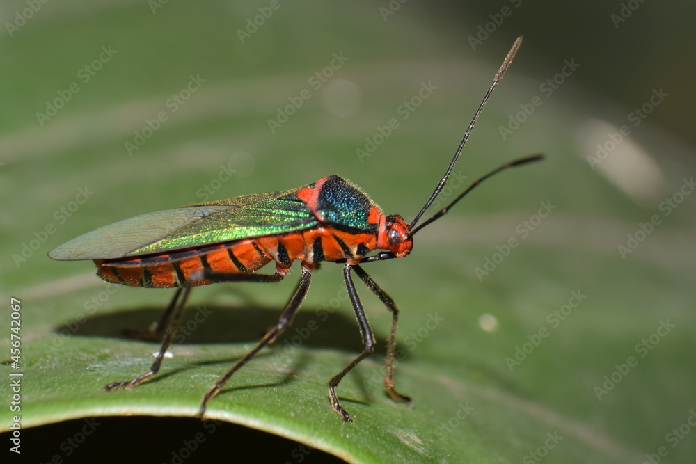 Fototapeta premium Bug insect on a leaf