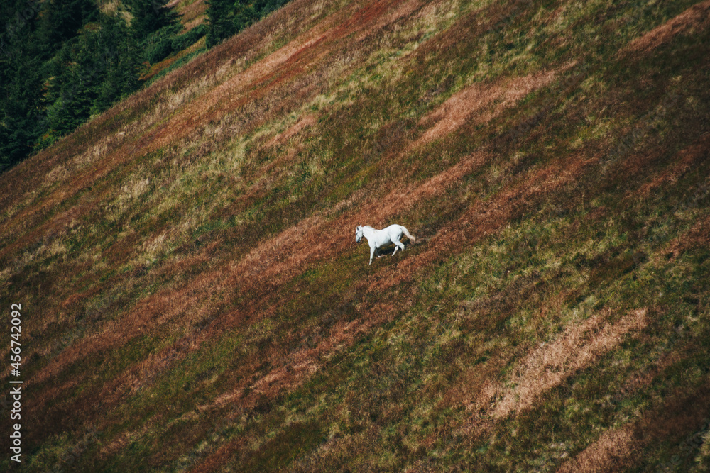 white horse descends from the mountain