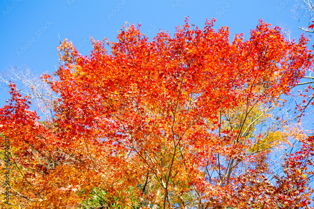 鞍馬の紅葉 鞍馬の紅葉