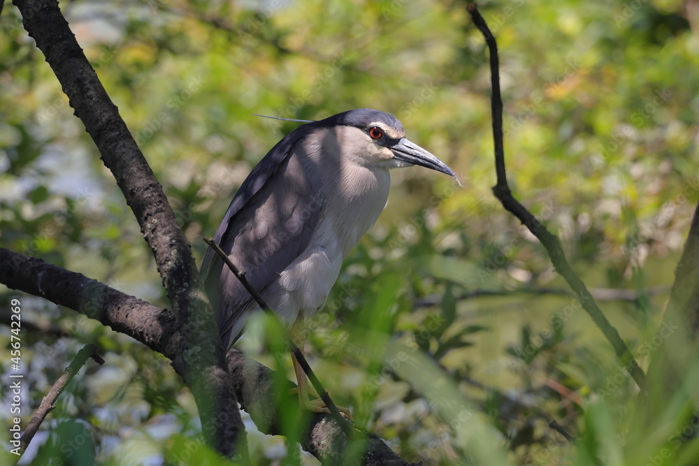 Fototapeta premium 目を輝かせるゴイサギ