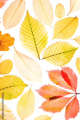 Set of autumn leaves on a white background. In light. Fall background. Isolated