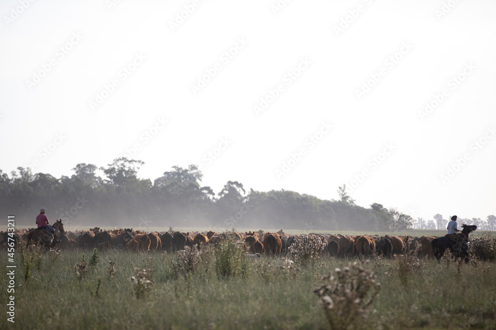 Naklejka premium work with cattle
