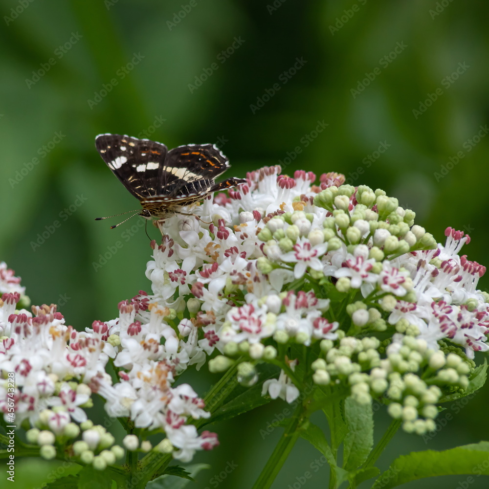 Obraz premium White flowers and the butterfly sitting against greens