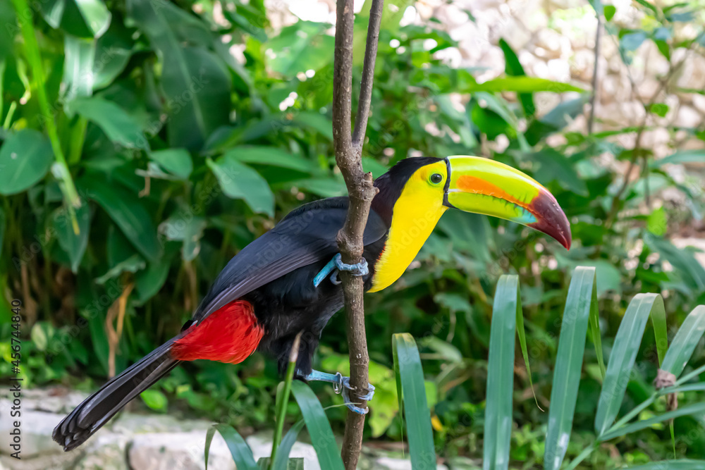 Fototapeta premium toucan on a branch