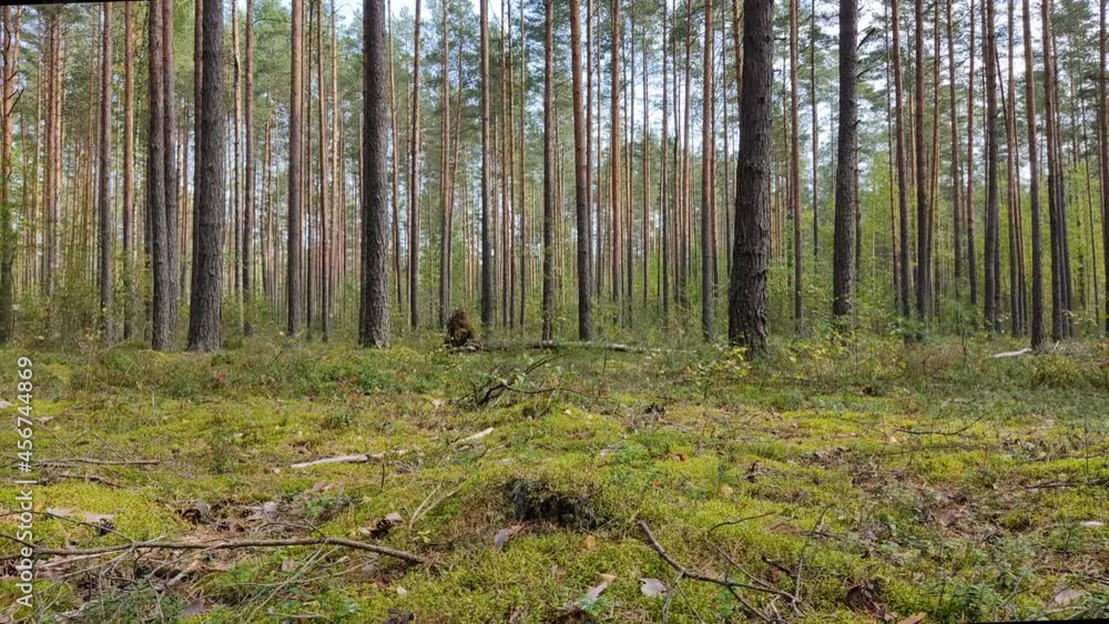 Pine forest. High, slender pines in a windless, sunny weather. Forest landscape in Belarus early autumn, in September.
Pine forest. High, slender pines in a windless, sunny weather. Forest landscape in Belarus early autumn, in September.