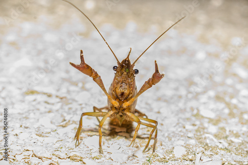 Fotografie upset angry wild crayfish or crawfish using claws Middle Finger Up Hand Gesture