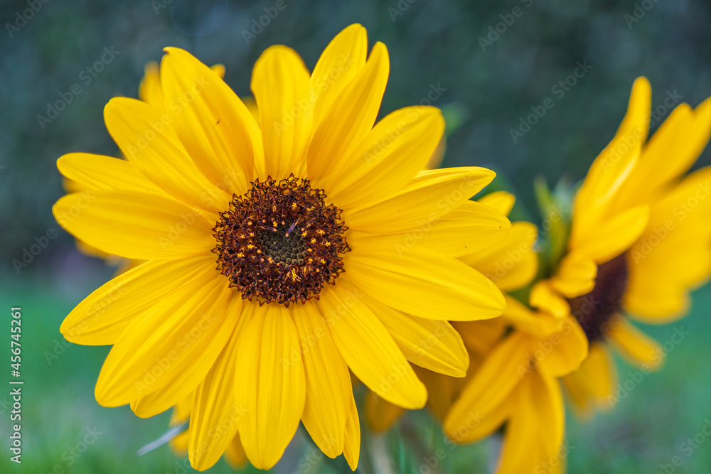 Sonnenblume Sonnenblume