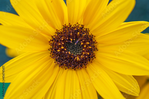 Sonnenblume nahaufnahme
