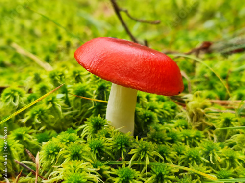Amanita close-up. Inedible mushroom in the forest. Toadstool mushrooms.