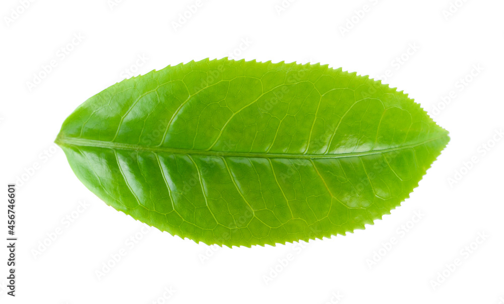 Obraz premium green tea leaf isolated on white background