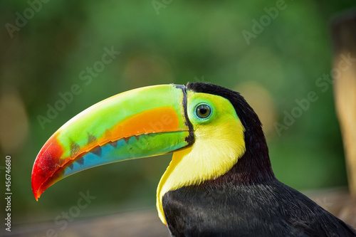 Beautiful tropical toucan in profile with extraordinary colors © Robert Arango L