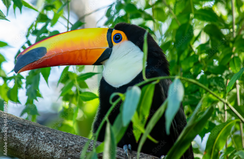 Beautiful tropical toucan perched on the branch of a tree, many colors Beautiful tropical toucan perched on the branch of a tree, many colors