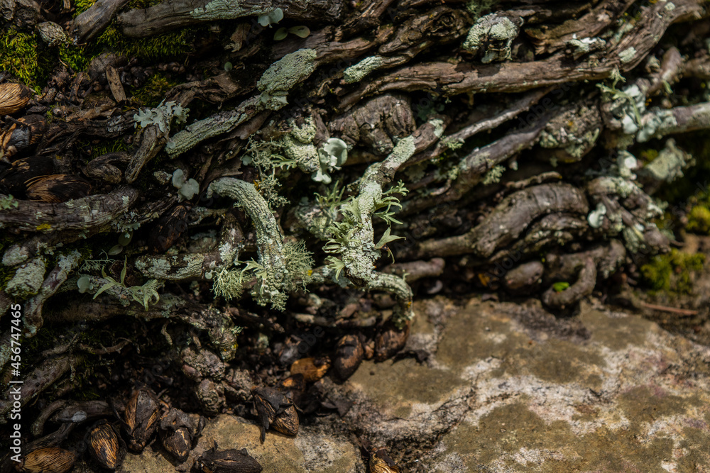 Mosses and lichens on branches on tree roots