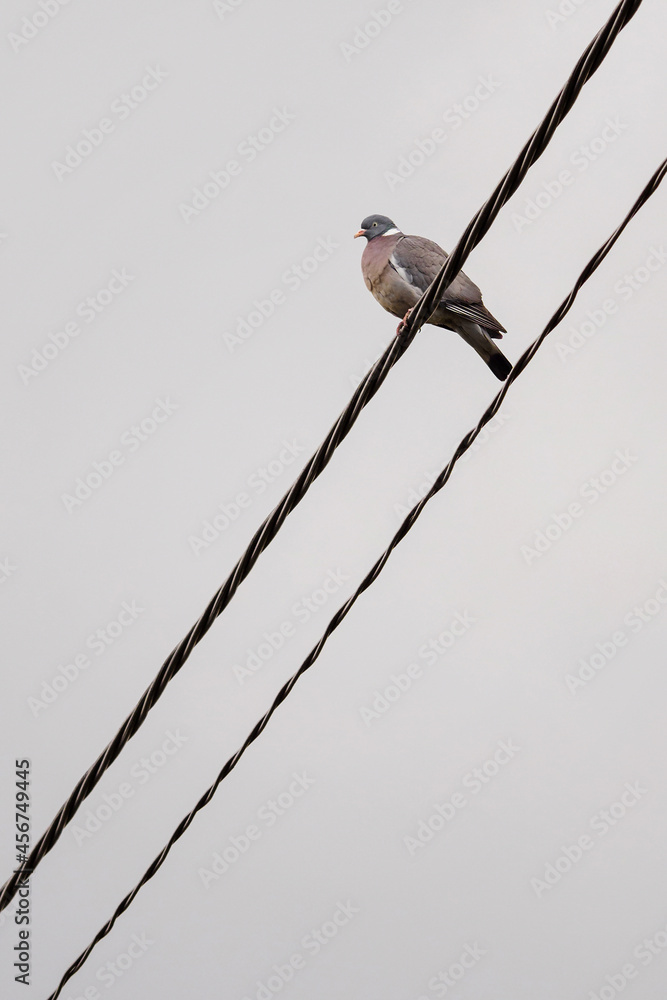 Fototapeta premium Pigeon sitting on insulated wires.