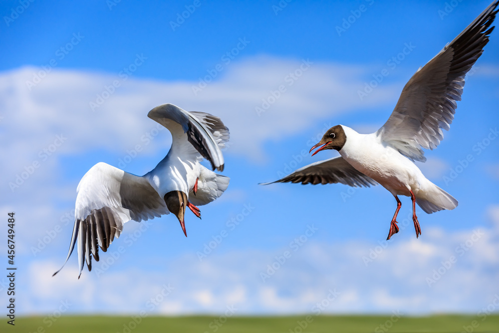 Fototapeta premium Two black-headed bird is flying.The graceful posture of the bird in mid air.